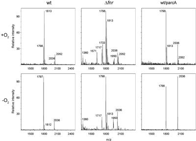 Fnr and ArcA Regulate Lipid A Hydroxylation in Salmonella Enteritidis by Controlling lpxO Expression in Response to <mark class="highlighted">Oxygen Availability</mark>